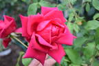 City of Worcester rose photo