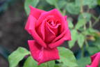 City of Worcester rose photo