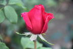 City of Worcester rose photo