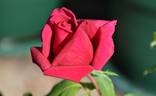 City of Worcester rose photo