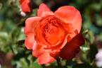 Colour Wonder rose photo
