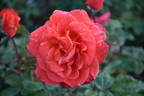 Colour Wonder rose photo