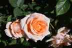 Myrna's Dream™ rose photo