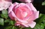 Falling in Love ™ rose photo