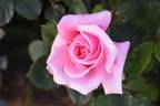 Fragrant Hour rose photo