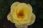 Glorious rose photo
