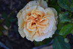 Golden Girls rose photo