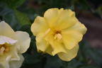 Golden Holstein rose photo