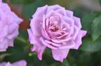 Gra's Blue rose photo