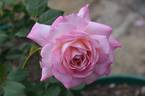 Happy Days rose photo