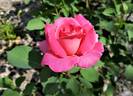 Mary Margaret McBride rose photo