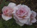 Pink French Lace rose photo