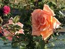 Souvenir de Jack Verschuren rose photo