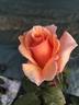Souvenir de Jack Verschuren rose photo