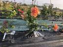 Souvenir de Jack Verschuren rose photo