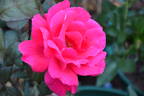 Jamaica rose photo