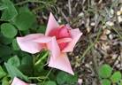 Edith Nellie Perkins rose photo