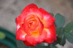 Jubilee 150 rose photo