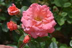 Kalinka rose photo