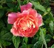 Jacques Latouche rose photo