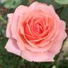 Tournament of Roses rose photo