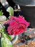 Dakota Redwing rose photo
