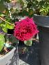 Dakota Redwing rose photo