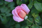 Let's Celebrate rose photo