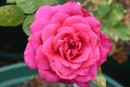 Lord Charlemont rose photo
