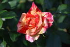 Love In rose photo