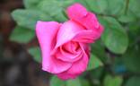 Marijke Koopman rose photo