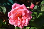 Marijke Koopman rose photo