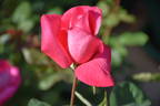 Marijke Koopman rose photo