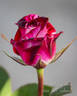 Unfailing Love rose photo