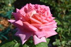 My Choice rose photo