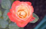 Orana Gold rose photo