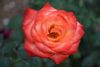 Orana Gold rose photo