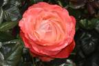 Queen of Hearts rose photo