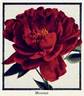 <i>P. moutan</i> Sims synonym peony photo