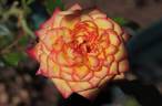 Ring of Fire ™ rose photo