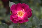 Route 66 rose photo