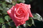 Silver Jubilee ® rose photo