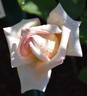 Sunderland Supreme rose photo