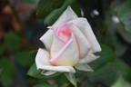 Sunderland Supreme rose photo