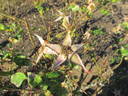 Mrs. Herbert Stevens rose photo