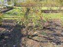 Mrs. Herbert Stevens rose photo