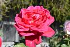 Victor Hugo rose photo