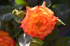 Wildcat rose photo