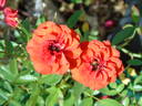 Orange Baby rose photo