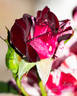 Dottie rose photo